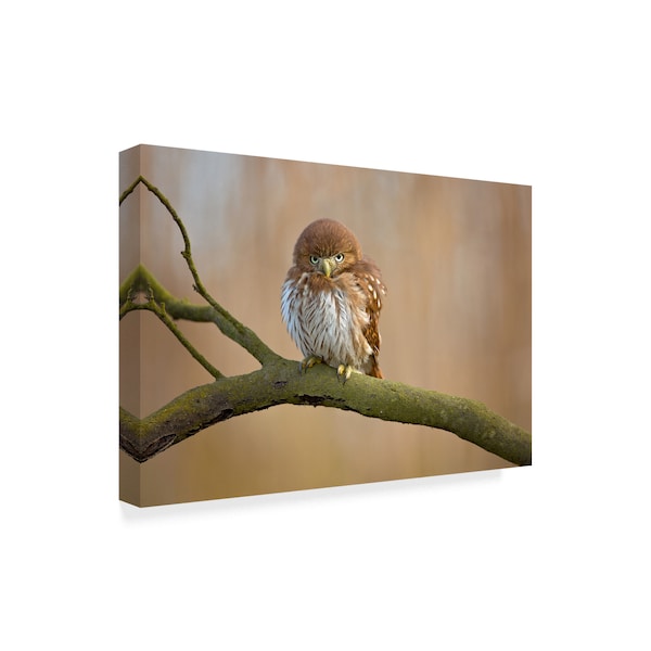 Milan Zygmunt 'Ferruginous Pygmy Owl' Canvas Art,16x24